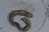  (Martiodrilus sp. TD03 - EW-NOU2-096)  @12 [ ] Copyright (2011) Thibaud Decaens Laboratoire ECODIV, Univ Rouen