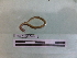  (Martiodrilus sp. TD - EW-NOU3-0034)  @11 [ ] CreativeCommons - Attribution Non-Commercial Share-Alike (2018) Thibaud Decaens Universite Montpellier, CEFE Lab