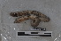  ( - EW-PNPC-0007)  @11 [ ] CreativeCommons - Attribution Non-Commercial Share-Alike (2018) Thibaud Decaens CEFE Lab