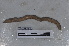  ( - EW-PNPC-0009)  @11 [ ] CreativeCommons - Attribution Non-Commercial Share-Alike (2018) Thibaud Decaens CEFE Lab