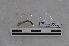  ( - EW-PNPC-0056)  @11 [ ] CreativeCommons - Attribution Non-Commercial Share-Alike (2018) Thibaud Decaens CEFE Lab