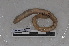  ( - EW-PNPC-0061)  @11 [ ] CreativeCommons - Attribution Non-Commercial Share-Alike (2018) Thibaud Decaens CEFE Lab