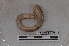  ( - EW-PNPC-0063)  @11 [ ] CreativeCommons - Attribution Non-Commercial Share-Alike (2018) Thibaud Decaens CEFE Lab