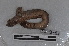  ( - EW-PNPC-0212)  @11 [ ] CreativeCommons - Attribution Non-Commercial Share-Alike (2018) Thibaud Decaens CEFE Lab