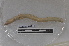 ( - EW-PNPC-0284)  @11 [ ] CreativeCommons - Attribution Non-Commercial Share-Alike (2018) Thibaud Decaens CEFE Lab