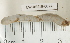  (Vignysa popi - EW-RES19-0024)  @11 [ ] CreativeCommons - Attribution  CBG Photography Group Centre for Biodiversity Genomics