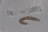  ( - EW_SAV_016)  @13 [ ] Copyright (2012) Thibaud Decaens Laboratoire ECODIV, Univ Rouen