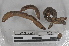  (Rhinodrilus - EW-MI15-0036)  @12 [ ] CreativeCommons - Attribution Non-Commercial Share-Alike (2015) Thibaud Decaens Universite Montpellier, CEFE Lab