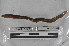  ( - EW-MI15-0060)  @12 [ ] CreativeCommons - Attribution Non-Commercial Share-Alike (2015) Thibaud Decaens Universite Montpellier, CEFE Lab