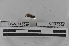  (Neogaster sp. TD077 - EW-MI15-0080)  @12 [ ] CreativeCommons - Attribution Non-Commercial Share-Alike (2015) Thibaud Decaens Universite Montpellier, CEFE Lab