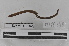  ( - EW-MI15-0092)  @13 [ ] CreativeCommons - Attribution Non-Commercial Share-Alike (2015) Thibaud Decaens Universite Montpellier, CEFE Lab