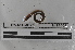  (Martiodrilus sp. TD071 - EW-MI15-0097)  @13 [ ] CreativeCommons - Attribution Non-Commercial Share-Alike (2015) Thibaud Decaens Universite Montpellier, CEFE Lab