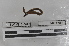  ( - EW-MI15-0098)  @12 [ ] CreativeCommons - Attribution Non-Commercial Share-Alike (2015) Thibaud Decaens Universite Montpellier, CEFE Lab