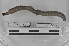  (Andiorrhinus sp. TD079 - EW-MI15-0100)  @13 [ ] CreativeCommons - Attribution Non-Commercial Share-Alike (2015) Thibaud Decaens Universite Montpellier, CEFE Lab