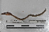  ( - EW-MI15-0101)  @13 [ ] CreativeCommons - Attribution Non-Commercial Share-Alike (2015) Thibaud Decaens Universite Montpellier, CEFE Lab