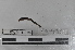  ( - EW-MI15-0107)  @13 [ ] CreativeCommons - Attribution Non-Commercial Share-Alike (2015) Thibaud Decaens Universite Montpellier, CEFE Lab