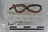  ( - EW-MI15-0108)  @13 [ ] CreativeCommons - Attribution Non-Commercial Share-Alike (2015) Thibaud Decaens Universite Montpellier, CEFE Lab