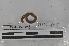  (Atatina - EW-MI15-0122)  @12 [ ] CreativeCommons - Attribution Non-Commercial Share-Alike (2015) Thibaud Decaens Universite Montpellier, CEFE Lab