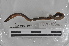  ( - EW-MI15-0127)  @12 [ ] CreativeCommons - Attribution Non-Commercial Share-Alike (2015) Thibaud Decaens Universite Montpellier, CEFE Lab