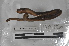  (Martiodrilus sp. TD081 - EW-MI15-0128)  @13 [ ] CreativeCommons - Attribution Non-Commercial Share-Alike (2015) Thibaud Decaens Universite Montpellier, CEFE Lab