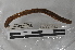  ( - EW-MI15-0133)  @12 [ ] CreativeCommons - Attribution Non-Commercial Share-Alike (2015) Thibaud Decaens Universite Montpellier, CEFE Lab