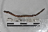  ( - EW-MI15-0141)  @12 [ ] CreativeCommons - Attribution Non-Commercial Share-Alike (2015) Thibaud Decaens Universite Montpellier, CEFE Lab