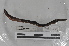  ( - EW-MI15-0156)  @12 [ ] CreativeCommons - Attribution Non-Commercial Share-Alike (2015) Thibaud Decaens Universite Montpellier, CEFE Lab