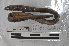  (Martiodrilus sp. TD081 - EW-MI15-0173)  @13 [ ] CreativeCommons - Attribution Non-Commercial Share-Alike (2015) Thibaud Decaens Universite Montpellier, CEFE Lab