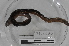  ( - EW-MI15-0181)  @12 [ ] CreativeCommons - Attribution Non-Commercial Share-Alike (2015) Thibaud Decaens Universite Montpellier, CEFE Lab