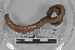  (Martiodrilus sp. TD082 - EW-MI15-0194)  @13 [ ] CreativeCommons - Attribution Non-Commercial Share-Alike (2015) Thibaud Decaens Universite Montpellier, CEFE Lab