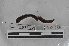  ( - EW-MI15-0201)  @12 [ ] CreativeCommons - Attribution Non-Commercial Share-Alike (2015) Thibaud Decaens Universite Montpellier, CEFE Lab
