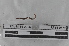  (Neogaster sp. TD009 - EW-MI15-0205)  @12 [ ] CreativeCommons - Attribution Non-Commercial Share-Alike (2015) Thibaud Decaens Universite Montpellier, CEFE Lab