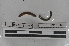 ( - EW-MI15-0220)  @12 [ ] CreativeCommons - Attribution Non-Commercial Share-Alike (2015) Thibaud Decaens Universite Montpellier, CEFE Lab