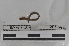  (Martiodrilus sp. TD088 - EW-MI15-0227)  @12 [ ] CreativeCommons - Attribution Non-Commercial Share-Alike (2015) Thibaud Decaens Universite Montpellier, CEFE Lab