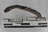  (Nouraguesia - EW-MI15-0242)  @13 [ ] CreativeCommons - Attribution Non-Commercial Share-Alike (2015) Thibaud Decaens Universite Montpellier, CEFE Lab