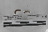  (Wegeneriona - EW-MI15-0248)  @12 [ ] CreativeCommons - Attribution Non-Commercial Share-Alike (2015) Thibaud Decaens Universite Montpellier, CEFE Lab