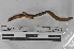 ( - EW-MI15-0268)  @13 [ ] CreativeCommons - Attribution Non-Commercial Share-Alike (2015) Thibaud Decaens Universite Montpellier, CEFE Lab