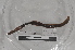  (Martiodrilus sp. TD076 - EW-MI15-0283)  @13 [ ] CreativeCommons - Attribution Non-Commercial Share-Alike (2015) Thibaud Decaens Universite Montpellier, CEFE Lab