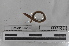  (Martiodrilus sp. TD090 - EW-MI15-0286)  @12 [ ] CreativeCommons - Attribution Non-Commercial Share-Alike (2015) Thibaud Decaens Universite Montpellier, CEFE Lab