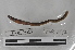  ( - EW-MI15-0298)  @12 [ ] CreativeCommons - Attribution Non-Commercial Share-Alike (2015) Thibaud Decaens Universite Montpellier, CEFE Lab