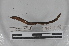  ( - EW-MI15-0378)  @13 [ ] CreativeCommons - Attribution Non-Commercial Share-Alike (2015) Thibaud Decaens Universite Montpellier, CEFE Lab