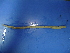  (Amynthas polyglandularis - Apo-5)  @12 [ ] CreativeCommons - Attribution Non-Commercial Share-Alike (2010) Unspecified The Research Collection of Chih-Han Chang
