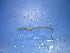  ( - Eusa1)  @12 [ ] CreativeCommons - Attribution Non-Commercial Share-Alike (2010) Unspecified The Research Collection of Chih-Han Chang