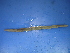  ( - Mor3)  @12 [ ] CreativeCommons - Attribution Non-Commercial Share-Alike (2010) Unspecified The Research Collection of Chih-Han Chang