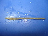  (Metaphire - Msc-5)  @13 [ ] CreativeCommons - Attribution Non-Commercial Share-Alike (2010) Unspecified The Research Collection of Chih-Han Chang