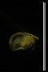 ( - CH775-H06)  @11 [ ] CreativeCommons  Attribution Non-Commercial Share-Alike (2015) Martha Valdez-Moreno El Colegio de la Frontera Sur