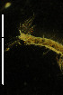  ( - CH815-F12)  @11 [ ] CreativeCommons  Attribution Non-Commercial Share-Alike (2015) Martha Valdez-Moreno El Colegio de la Frontera Sur