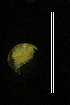  ( - CH816-B08)  @11 [ ] CreativeCommons  Attribution Non-Commercial Share-Alike (2015) Martha Valdez-Moreno El Colegio de la Frontera Sur