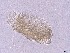  (Pterochthoniidae - OT-07)  @11 [ ] CreativeCommons  Attribution (by) (2025) Sylvia Schaeffer University of Graz, Institute of Biology