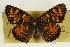  (Phyciodes pulchella - EZ1173CNC)  @14 [ ] Unspecified (default): All Rights Reserved  Unspecified Unspecified